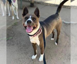 Collie-Unknown Mix Dogs for adoption in Modesto, CA, USA