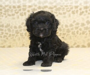 Cavapoo Puppy for sale in DENVER, PA, USA