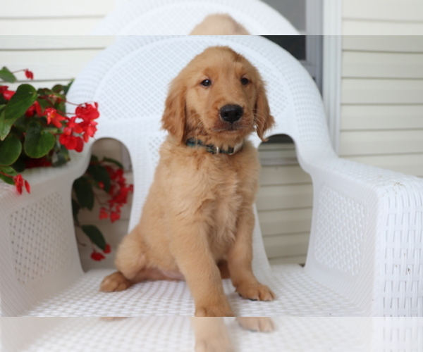 Medium Photo #3 Golden Retriever Puppy For Sale in SHILOH, OH, USA