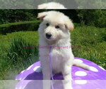 Small #1 German Shepherd Dog