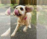 Small #3 Cockapoo