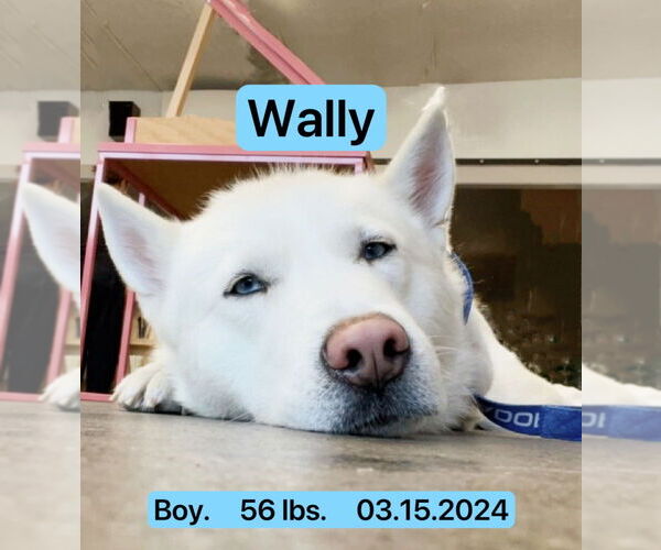 Medium Photo #3 Siberian Husky Puppy For Sale in West Hollywood, CA, USA