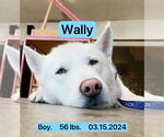 Small #2 Siberian Husky
