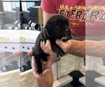 Small Photo #44 Cane Corso Puppy For Sale in REEVESVILLE, SC, USA