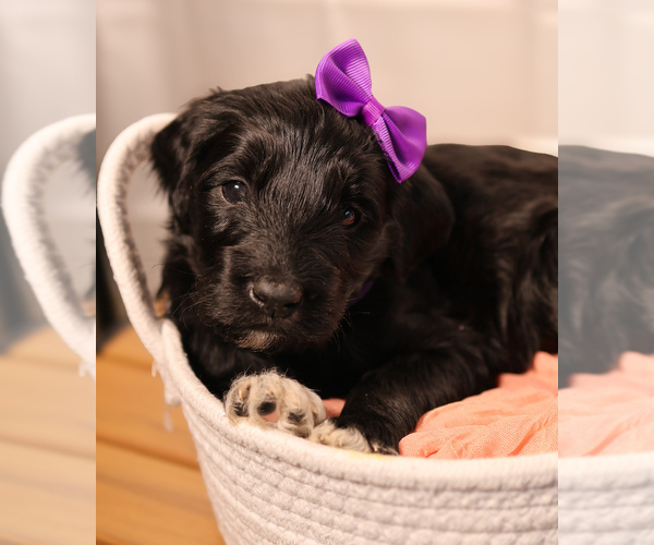 Medium Photo #13 Goldendoodle Puppy For Sale in MIAMI, FL, USA