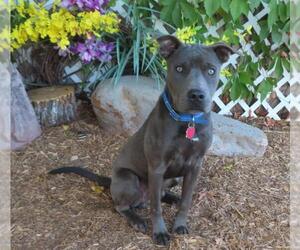 American Pit Bull Terrier-Weimaraner Mix Dogs for adoption in Oklahoma City, OK, USA