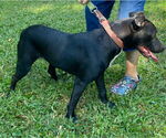 Small #2 Labrador Retriever Mix