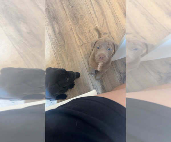 Medium Photo #1 Cane Corso-Doberman Pinscher Mix Puppy For Sale in PACOIMA, CA, USA