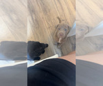 Small Cane Corso-Doberman Pinscher Mix