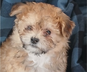 Havanese Puppy for sale in HONEY BROOK, PA, USA