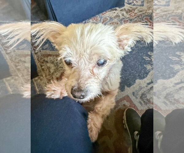 Medium Photo #2 Maltese-Unknown Mix Puppy For Sale in Corona, CA, USA