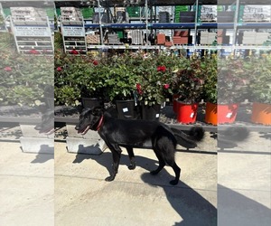 Labrador Retriever-Unknown Mix Dogs for adoption in LOGANVILLE, GA, USA