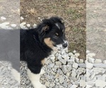 Small Photo #2 Australian Shepherd Puppy For Sale in MARTINSVILLE, IN, USA