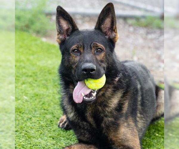 Medium Photo #2 German Shepherd Dog Puppy For Sale in Camarillo, CA, USA