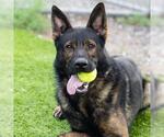 Small #1 German Shepherd Dog