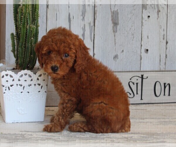 Medium Photo #3 Poodle (Toy) Puppy For Sale in FREDERICKSBURG, OH, USA