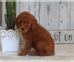 Small Photo #3 Poodle (Toy) Puppy For Sale in FREDERICKSBURG, OH, USA
