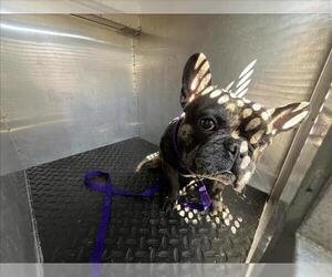 French Bulldog Dogs for adoption in Rancho Cucamonga, CA, USA