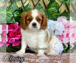 Small #5 Cavalier King Charles Spaniel