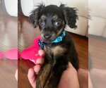 Small #3 Colonial Cocker Spaniel Mix