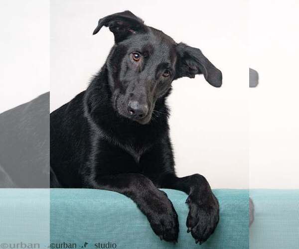 Medium Photo #2 Labrador Retriever-Unknown Mix Puppy For Sale in Tampa, FL, USA