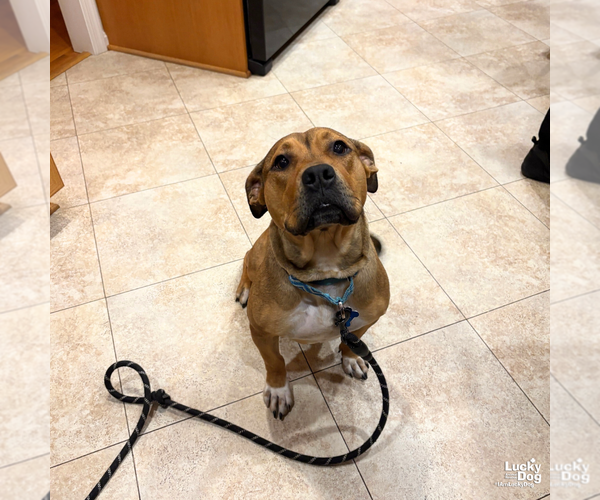 Medium Photo #3 Mutt Puppy For Sale in Washington, DC, USA