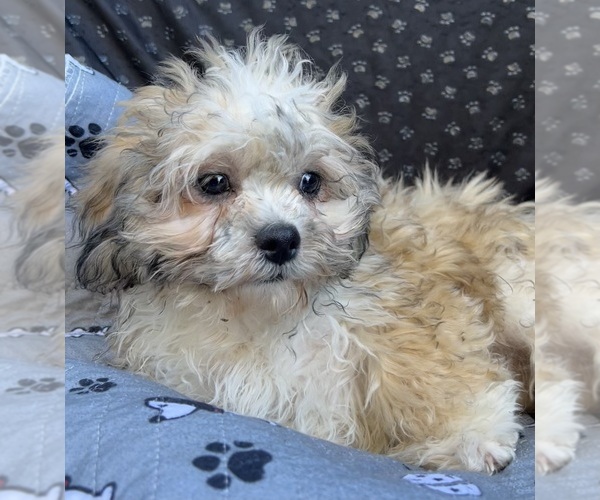 Medium Photo #30 Zuchon Puppy For Sale in RENO, NV, USA