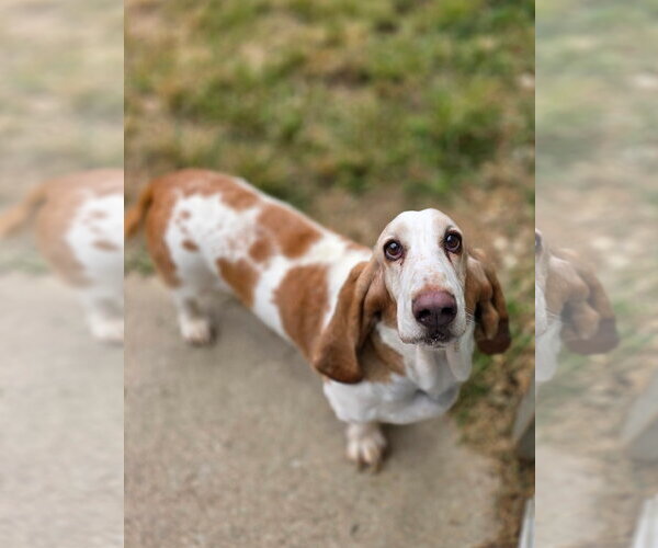 Medium Photo #1 Basset Hound Puppy For Sale in Brookville, OH, USA