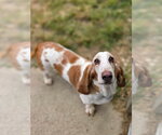 Frank - Male Basset Hound Dog for Adoption - Small photo