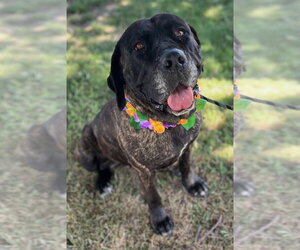 Mastiff Dogs for adoption in Penngrove, CA, USA
