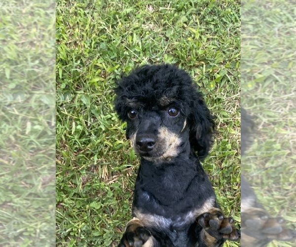 Medium Photo #1 Poodle (Toy) Puppy For Sale in SPARTA, TN, USA