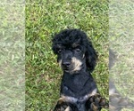 Small Photo #1 Poodle (Toy) Puppy For Sale in SPARTA, TN, USA