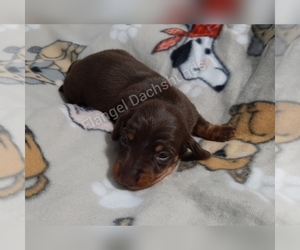 Dachshund Puppy for sale in VALDOSTA, GA, USA