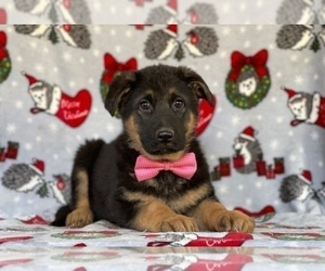 German Shepherd Dog Puppy for sale in LANCASTER, PA, USA