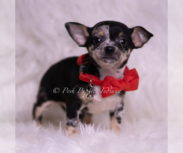 Medium Photo #4 Chihuahua Puppy For Sale in WARSAW, IN, USA
