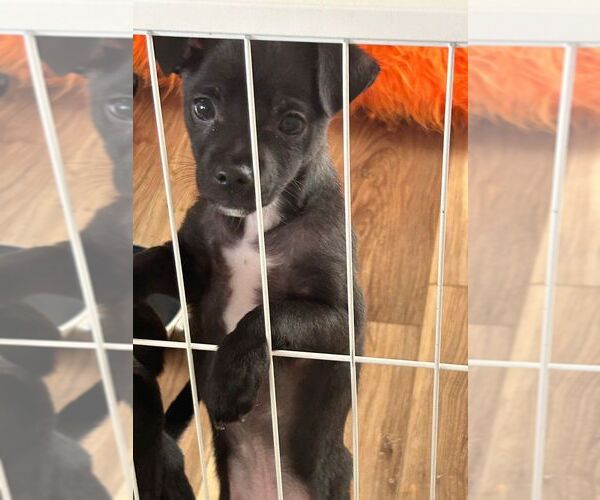 Medium Photo #1 Chihuahua Puppy For Sale in SANTA ROSA, CA, USA