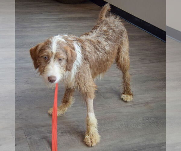 Medium Photo #3 Mutt Puppy For Sale in Huntley, IL, USA