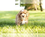 Small Photo #5 Goldendoodle-Poodle (Miniature) Mix Puppy For Sale in SHIPSHEWANA, IN, USA