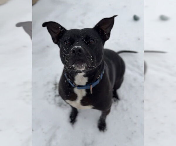 Medium Photo #3 American Staffordshire Terrier-Unknown Mix Puppy For Sale in Bemidji, MN, USA