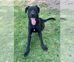 Small Labrador Retriever Mix
