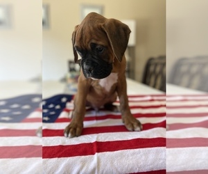 Boxer Puppy for sale in GLENDORA, CA, USA