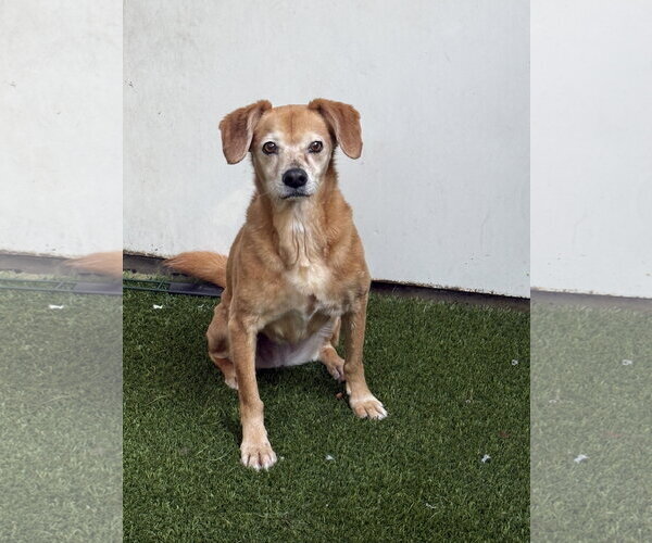 Medium Photo #2 Labbe Puppy For Sale in Mission Viejo, CA, USA