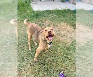 COCO - Female Labrador Retriever-Unknown Mix Dog for Adoption - Photo #2
