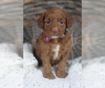 Small Photo #3 Goldendoodle (Miniature) Puppy For Sale in CRESTON, OH, USA
