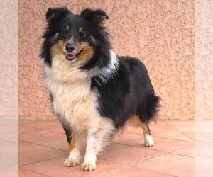 Mother of the Shetland Sheepdog puppies born on 05/12/2024