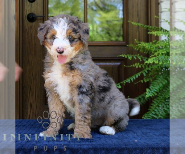 Medium Photo #3 Bernedoodle (Miniature) Puppy For Sale in NARVON, PA, USA