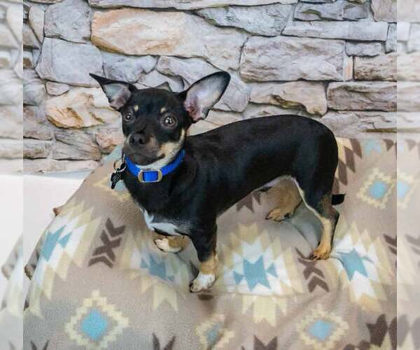 Medium Photo #2 Chihuahua-Unknown Mix Puppy For Sale in Kennesaw, GA, USA