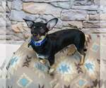 Small Photo #2 Chihuahua-Unknown Mix Puppy For Sale in Kennesaw, GA, USA