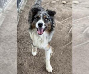Australian Shepherd-Unknown Mix Dogs for adoption in Riverside, CA, USA