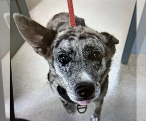 Luna - Female Catahoula Leopard Dog-Unknown Mix Dog for Adoption - Photo #3